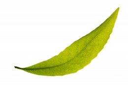 leaf